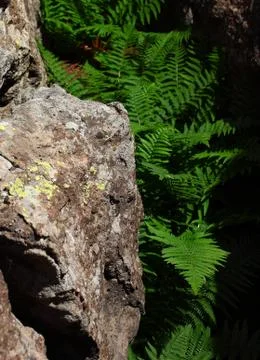 Rock Ferns Stock Photos