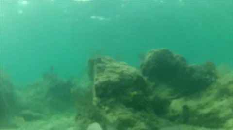 Rock fish approach with bubble finish Stock Footage 24341351