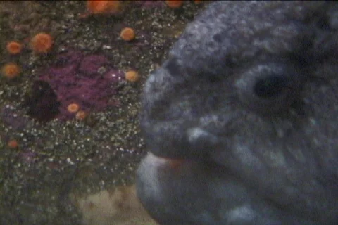 Rock fish Stock Footage 281829