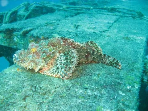 Rock fish Stock Photos