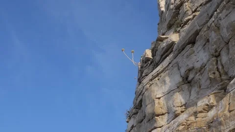 Rock with flower Stock Footage 249460612