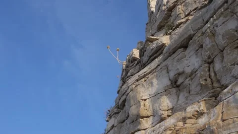 Rock with flower Stock Footage 249460918