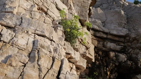 Rock with flower Stock Footage 249460941