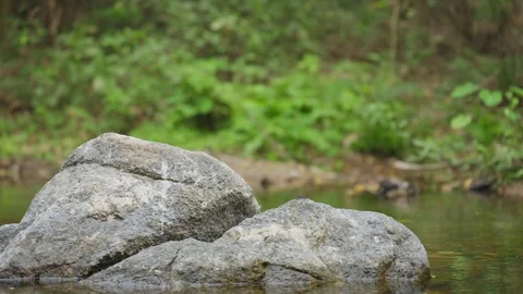 A rock in flowing stream, with clear water moving around it, peaceful in nature. Stock Footage 301514955