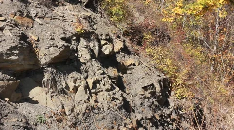 Rock in the forest Stock Footage 53410437