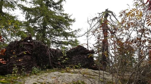 Rock in the forest Stock Footage 80938552