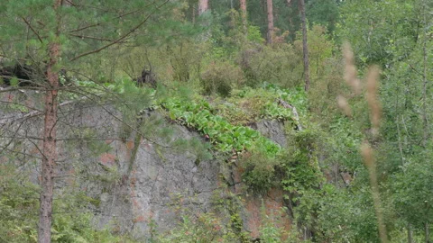 Rock in the forest Stock Footage 171662944