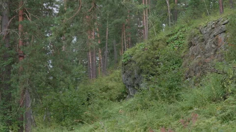Rock in the forest Stock Footage 171724476