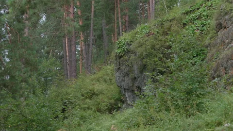 Rock in the forest Stock Footage 171724834
