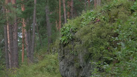 Rock in the forest Stock Footage 171725130