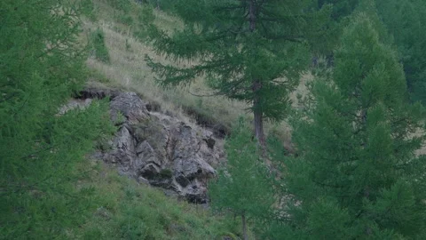 Rock in the forest Stock Footage 171735082