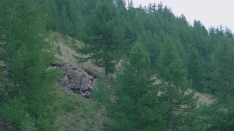 Rock in the forest Stock Footage 171735286