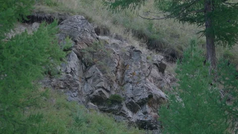 Rock in the forest Stock Footage 171735314