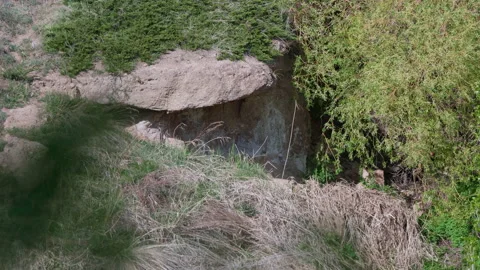 Rock in the forest Stock Footage 220991082