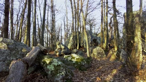 Rock in the forest Stock Footage 233532835