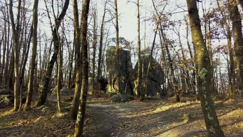 Rock in the forest Stock Footage 233532845
