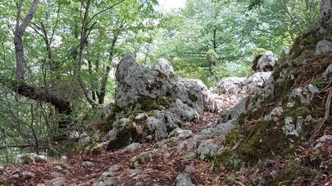 Rock in the forest Stock Footage 237262171