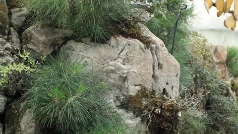 Rock in the forest Video stock 305819747