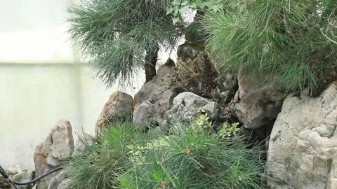 Rock in the forest Video stock 305819901