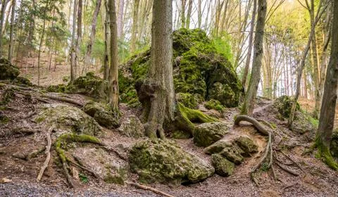 Rock in the forest Foto stock