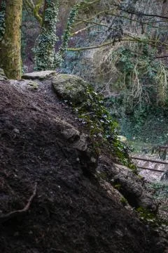 Rock in the forest Foto stock