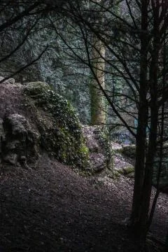 Rock in the forest Stock Photos