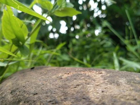 Rock in the forest Stock-Fotos