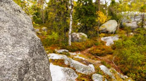 A rock in a forest with trees in the background, surrounded by natural beauty Stock Photos