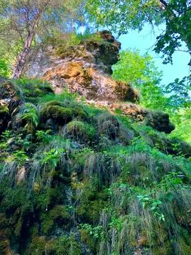 A rock in the form of a bizarre shape of a human head in a wild forest in the Fotos Stock