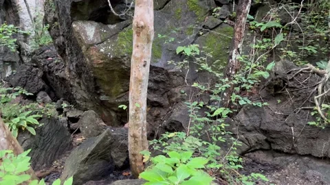 Rock formation in a forest Stock Footage 212602737