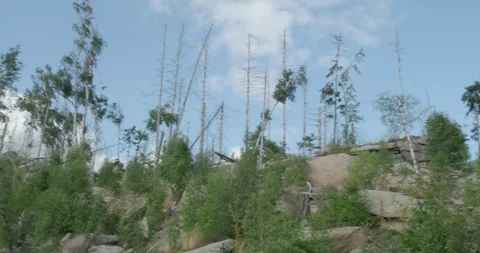Rock formation panning with dead trees in Harz mountain range Germany sunny day Video stock 313827140