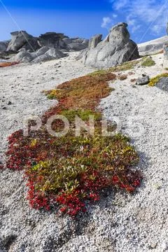 Rock formations along the Kesugi Ridge Trail on Ermine Hill, Denali State Park, Stock Photos