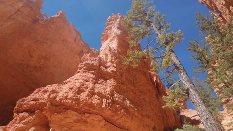 Rock Formations and Tall Trees Vidéo 334801424