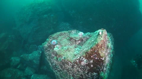 Rock formations thrive in arctic Barents Sea Stock Footage 312098080