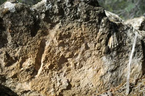 Rock with fossils on the path Stock Photos
