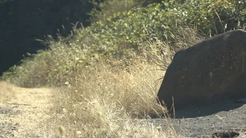 Rock in front of a Path Stock Footage 90190318