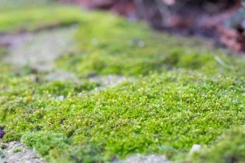 A rock full of moss Stock Photos