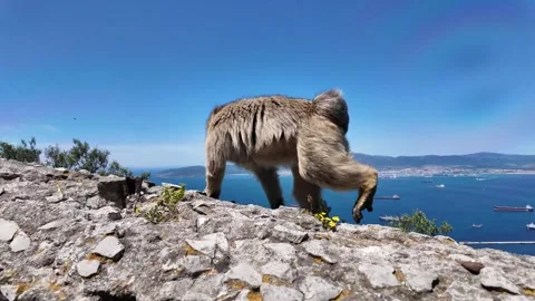 The Rock of Gibraltar and monkey Vidéo 299627768