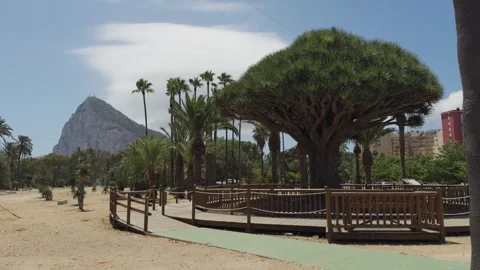 Rock of gibraltar overlooking drago tree and tropical park Video stock 328122732
