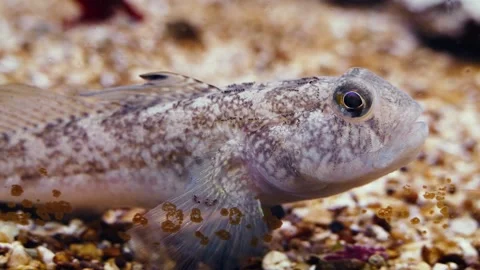 Rock goby (Gobius paganellus) Stock Footage 231076151