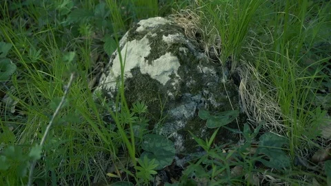Rock in gras Stock Footage 112778081