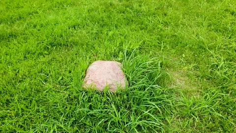 Rock in the grass. A stone in the middle of a grassy field. Stock Footage 277462955