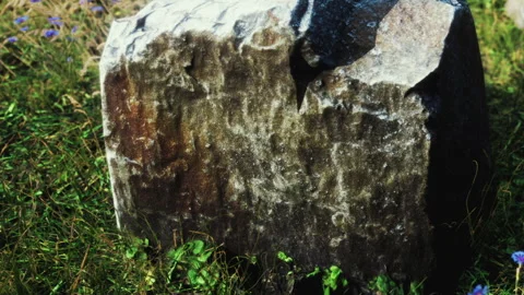 Rock on the ground surrounded by grass and small flowers in a field Video stock 339502469