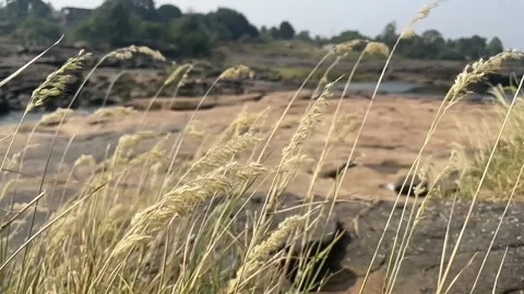 Rock grown in the river Stock Footage 166165173