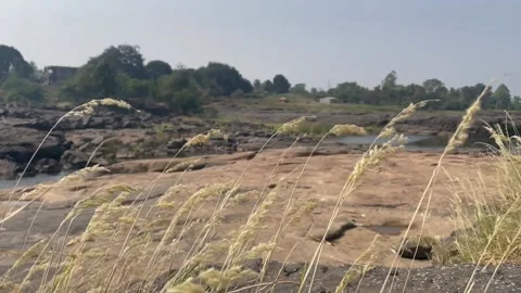 Rock grown in the river Stock Footage 166165182