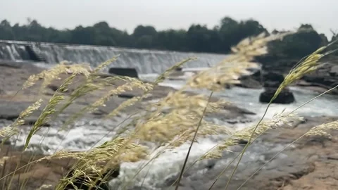 Rock grown in the river Stock Footage 166165184