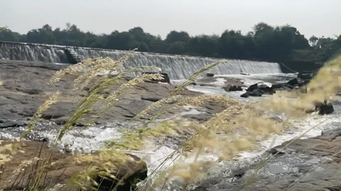 Rock grown in the river Stock Footage 166165756