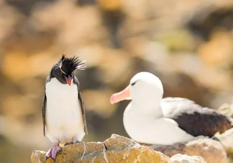 Rock Hopper Penguin staring down a Black Browed Albatross Stock Photos