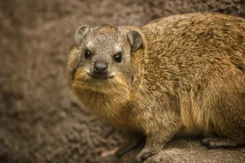 Rock Hyrax Close Up Foto stock
