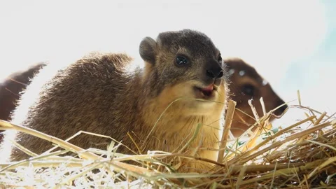 Rock hyrax eats hay on a white background slow motion Stock Footage 238081200